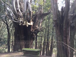 Giardini Storici: Villa Medicea della Petraia, Firenze. Panorama con cipressi monumentali