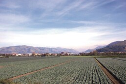 Veduta di un paesaggio agrario nella Piana Campana | © UNINA