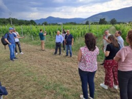 Workshop nel vigneto di conservazione genetico-storica delle varietà lucane, presso l’Azienda Agricola Sperimentale Dimostrativa “Bosco Galdo” | © Stefano Del Lungo, CNR ISPC