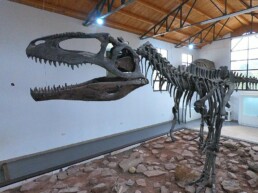 Sala del Giganotosaurus al Museo Municipal Ernesto Bachmann di Villa El Chocón. | © CNR ISPC
